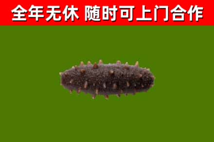 白玉县烟酒回收干海参.jpg